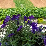 Marinella * Τρογκίρ