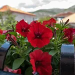 Marinella *