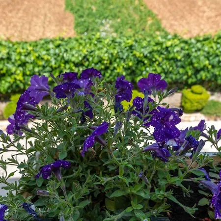 Marinella * 特罗吉尔